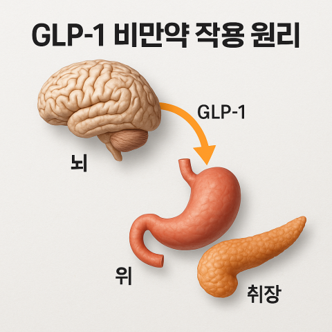 비만약의 작동원리