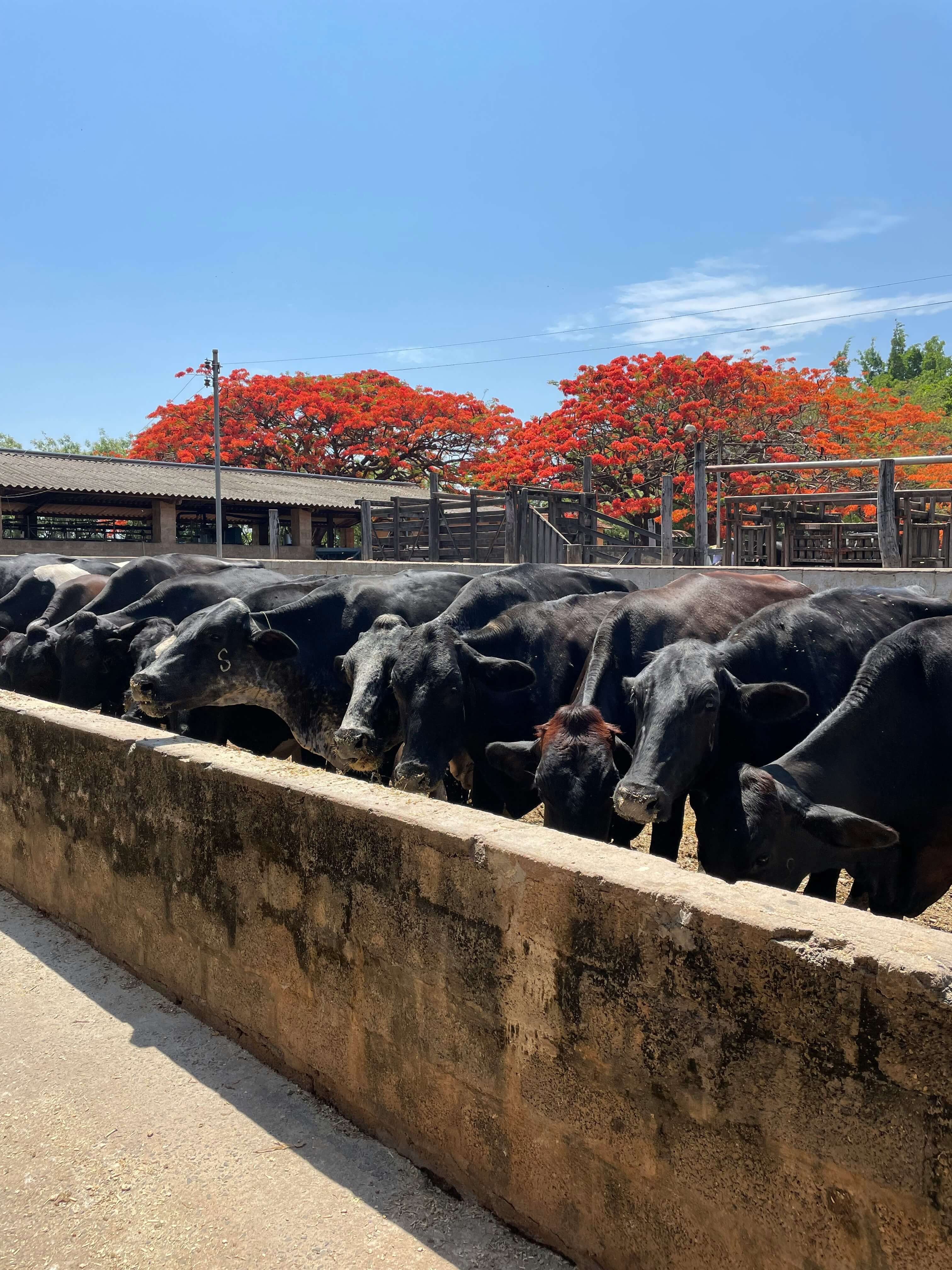 농협- 공판장 -하자육- 변상제도 -문제점과- 축산농가- 피해 보상 -7