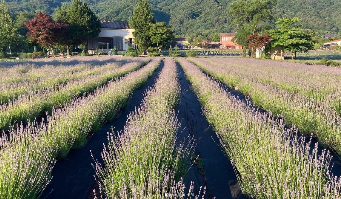 하늬팜 라벤더축제 개화상황