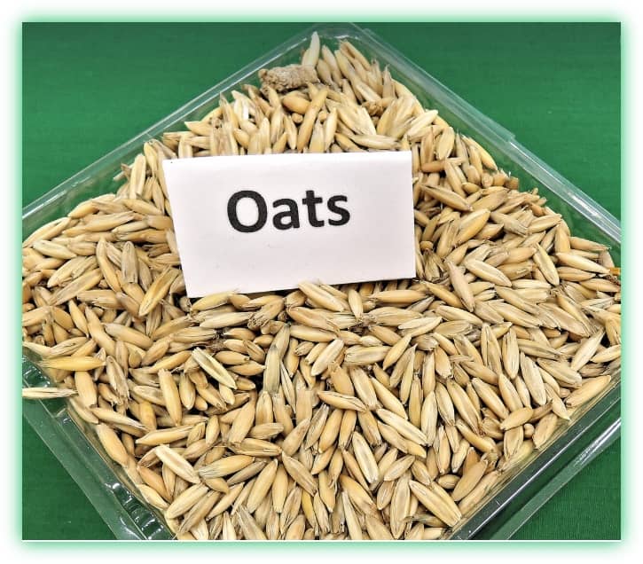 카무트와 귀리의 효능, 차이점, 부작용