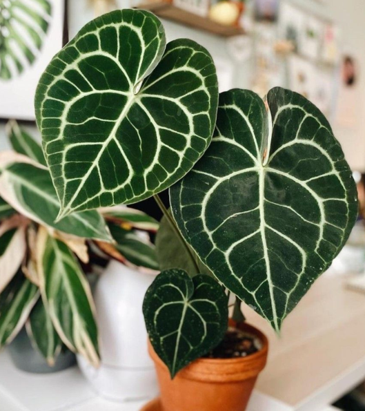 안스리움 클라리네르리움