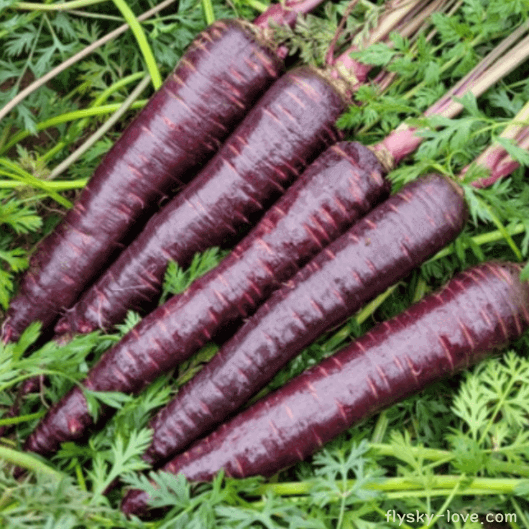 달달하고 아삭한 식감을 지닌 자색당근