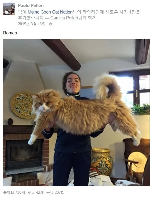 메인쿤 고양이 유전병_7