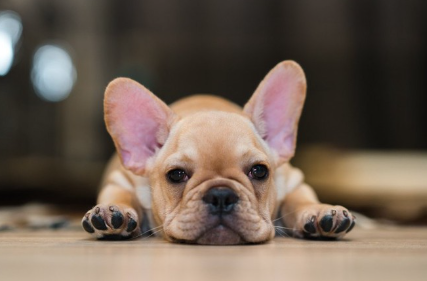 엎드려 있는 프렌치 불독.