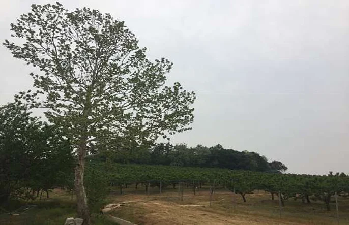 가람체리농원