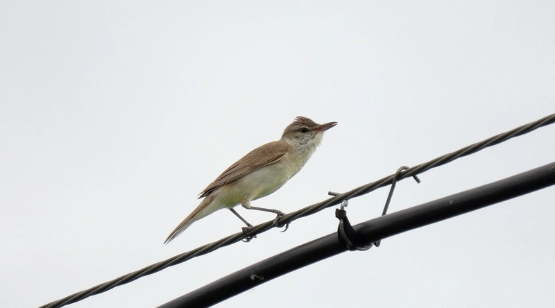 표: 전선 종류별 특징 비교