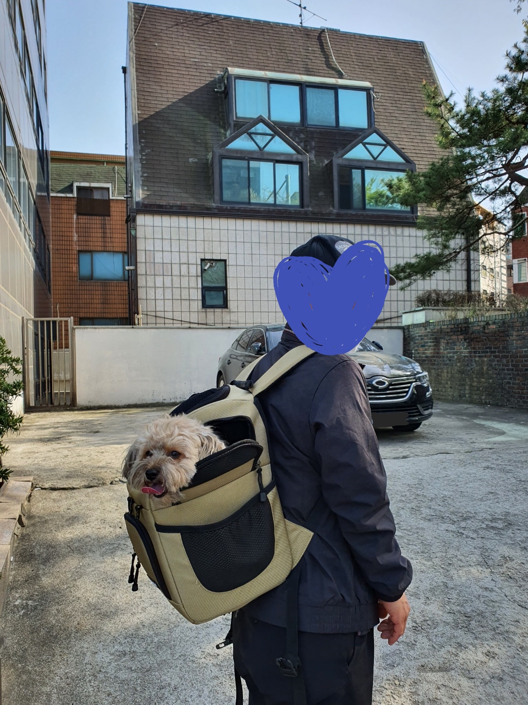 이동가방 안 강아지