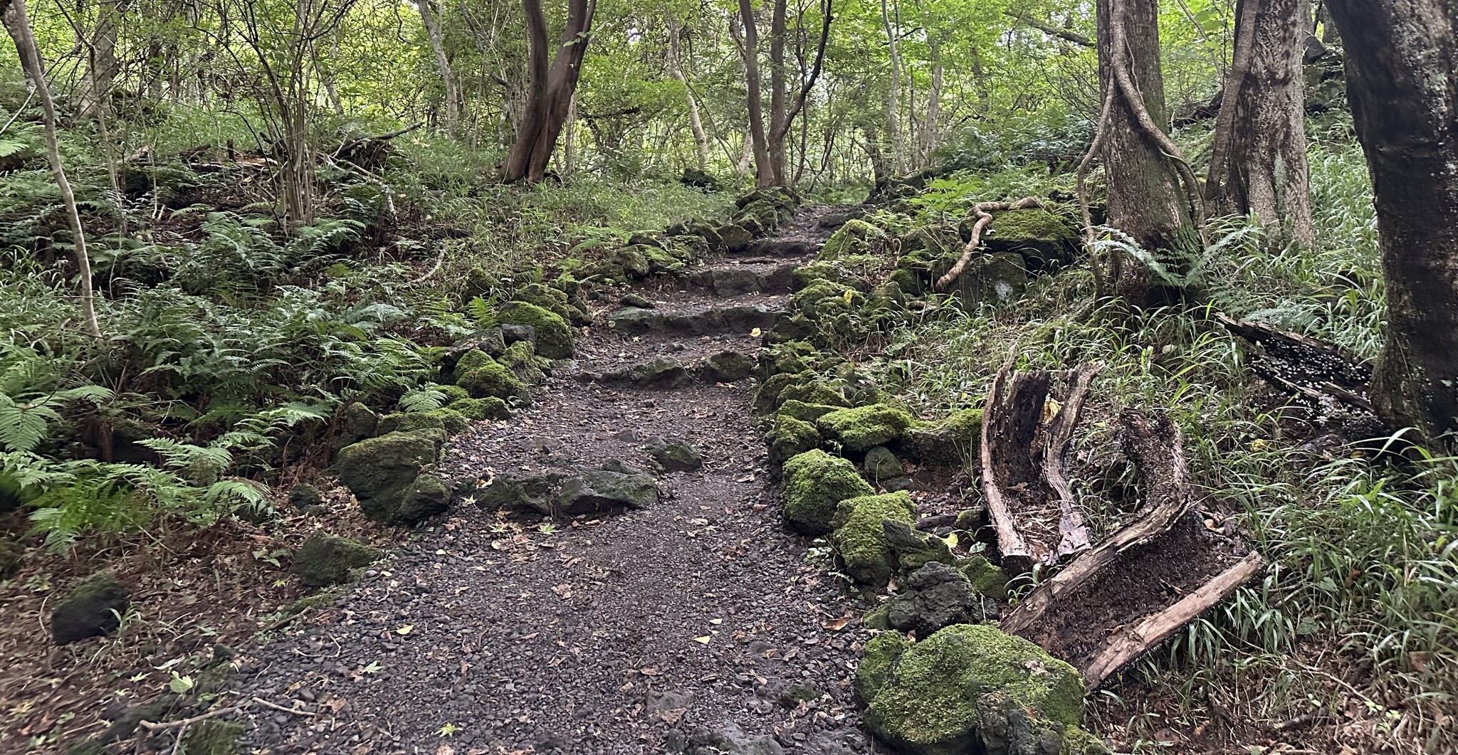 생태 관찰로