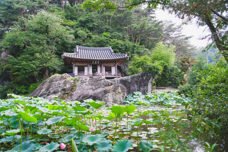 문경 주암정 연꽃과 능소화 명소, 6월~7월 인생샷 코스 정리