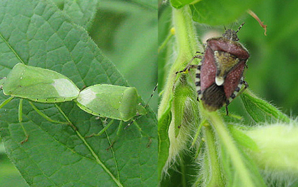 병해충 방제 및 관리 요령