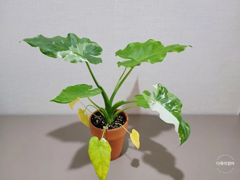 알로카시아 키우기 물주기 햇빛온도 관리 잎 크게 키우는 법_7