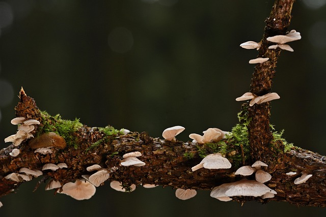 토양 진균의 종류와 생태적 기능