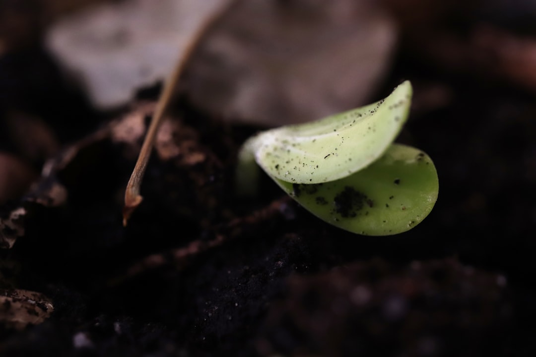 Bean sprout.