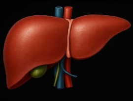 간수치가 올라가는 이유와 간수치 내리는 방법