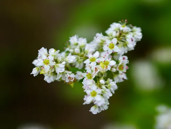 메밀 대표 효능