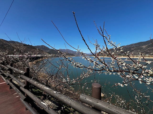 24년 광양 매화 축제 일정 요금 주차