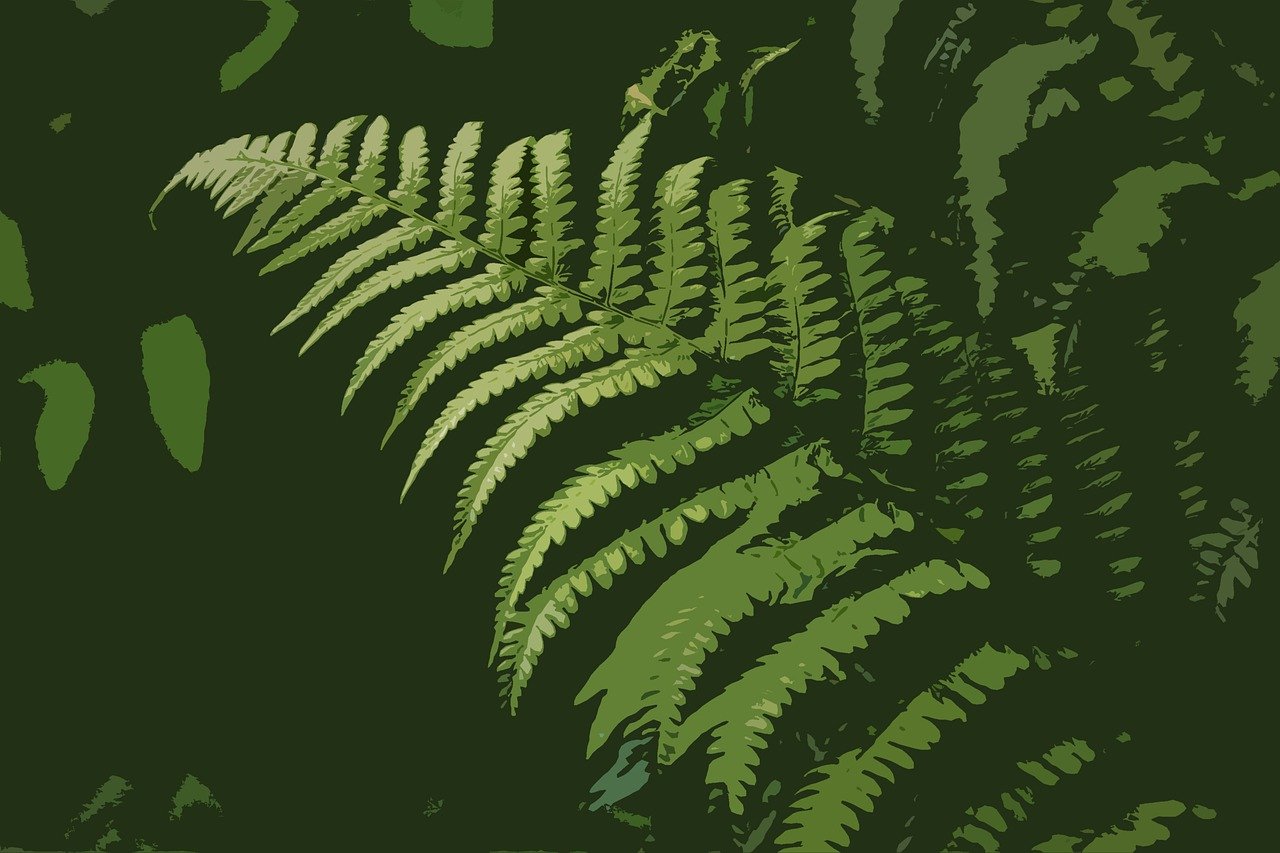 고사리 역사 관련 사진