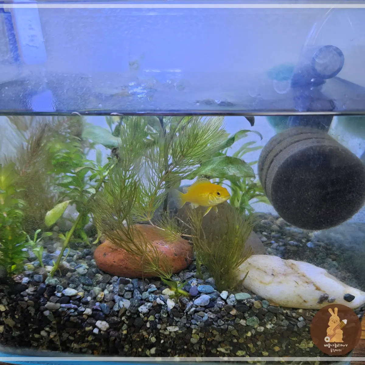 물갈이-하기-전-어항-상태