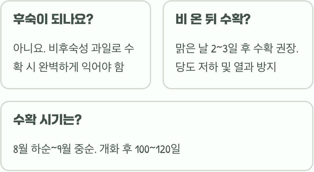 루비로망포도 수확 시기, 언제 따야 가장 당도가 높을까? (잘 익었는지 확인하는 법)