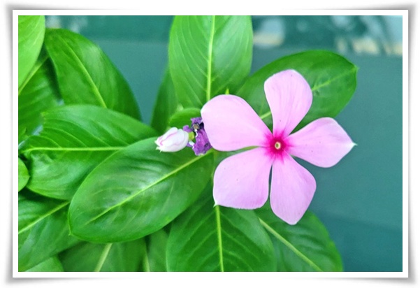 정원 "일일초 키우기" 여름을 환하게 밝히는 정원의 보석!