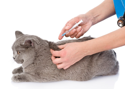 주사를 맞는 고양이.