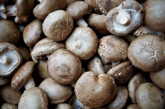 호미곶표고버섯농장