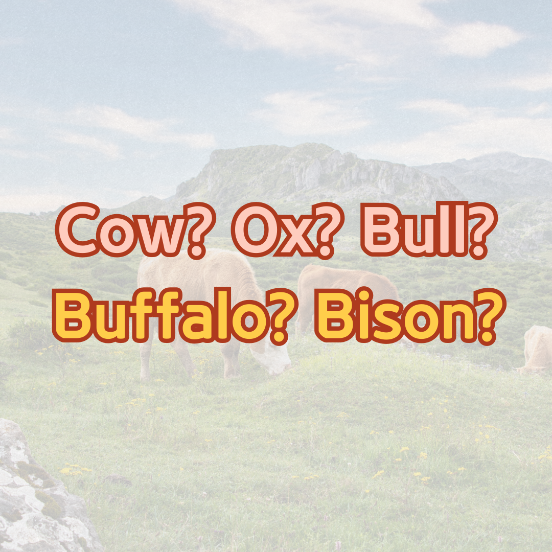 소를 부르는 영어 단어 차이 썸네일