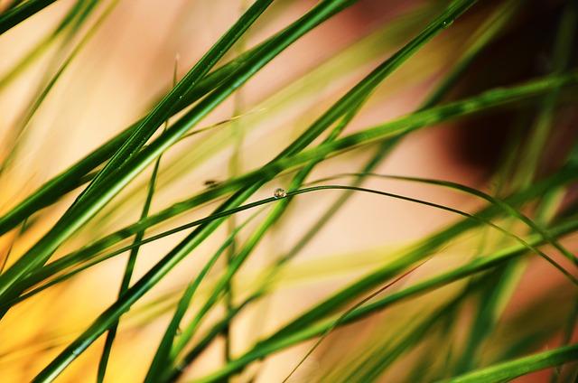 마늘 싹튼거 먹어도 되나요