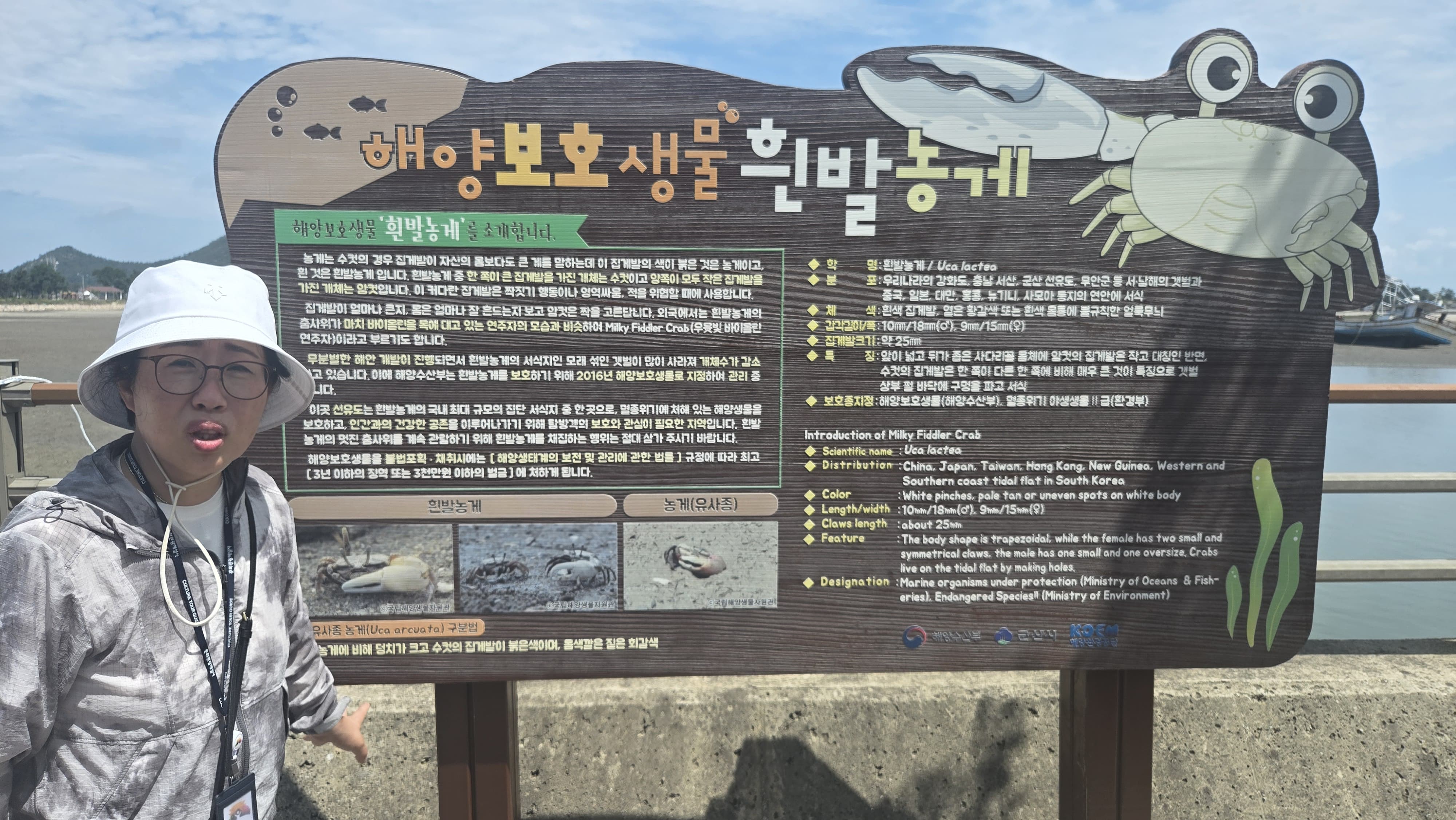 깨끗한 갯벌에서만 살아간다는 해양보호생물 흰발농게를 설명하는 전북문화관광해설사(군산지부 전북천리길 회장 박수진)