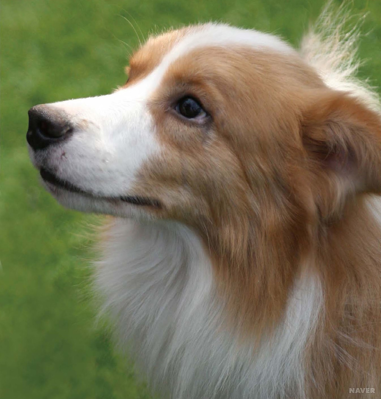 ▲ 강아지 종류 및 품종별 특징 총정리: 나에게 맞는 반려견 고르는 법 (사진 : 네이버 지식백과)