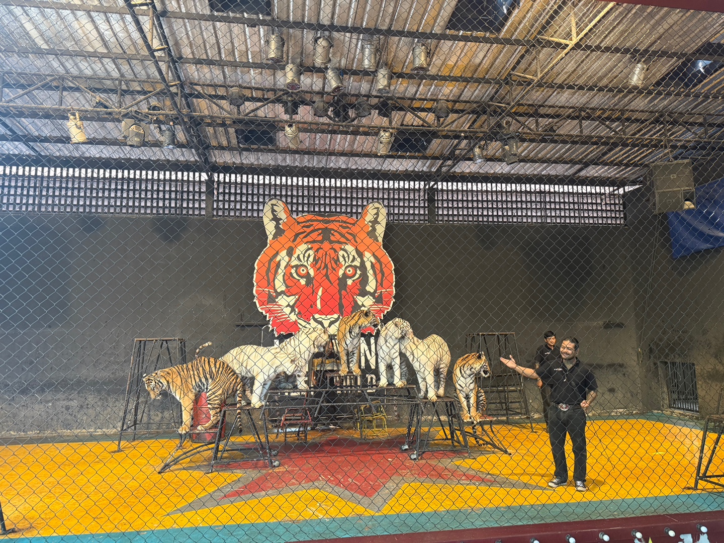 호랑이쇼,호랑이