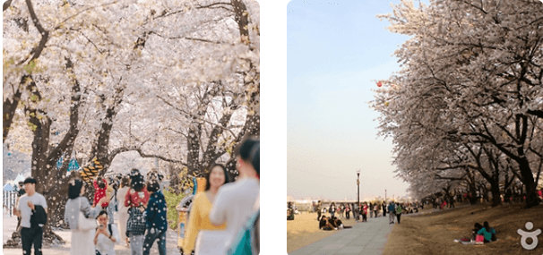 벚꽃이 아름다운 여행지 3