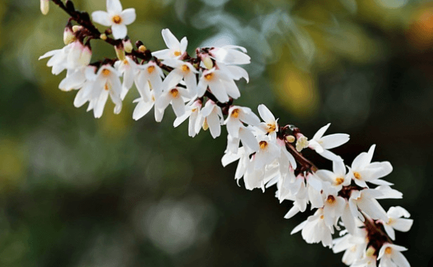 미선나무 꽃 열매 묘목 키우기 및 축제