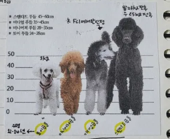 푸들 종류 토이푸들 실버투들 분양 가격 성격_13