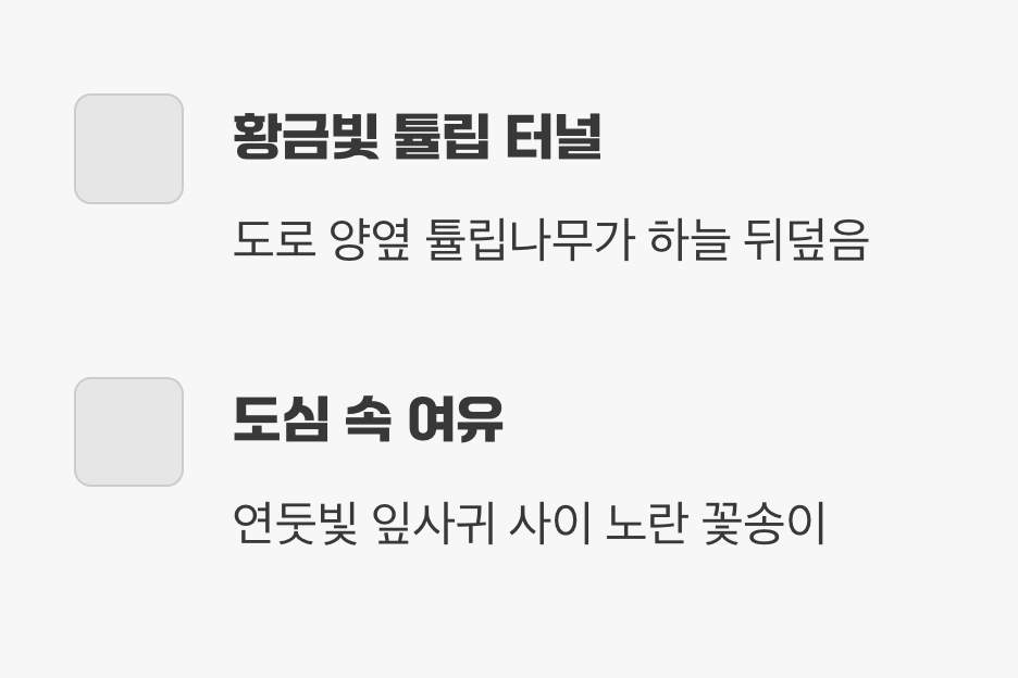 대전청사 가로수길: 황금빛 튤립 터널