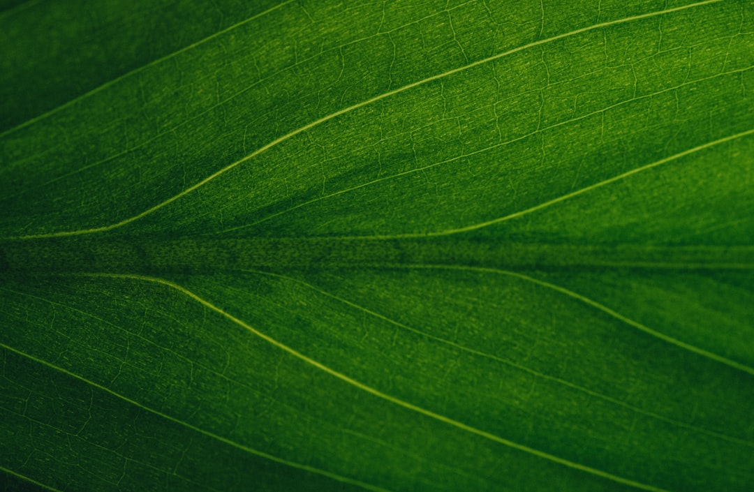 Leaf