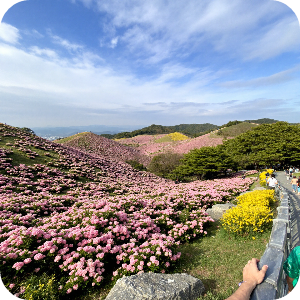 황매산 철쭉제 이미지