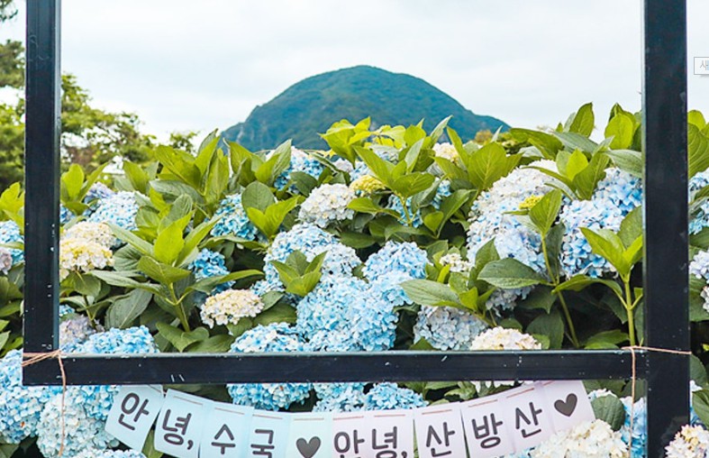 안덕면 수국길