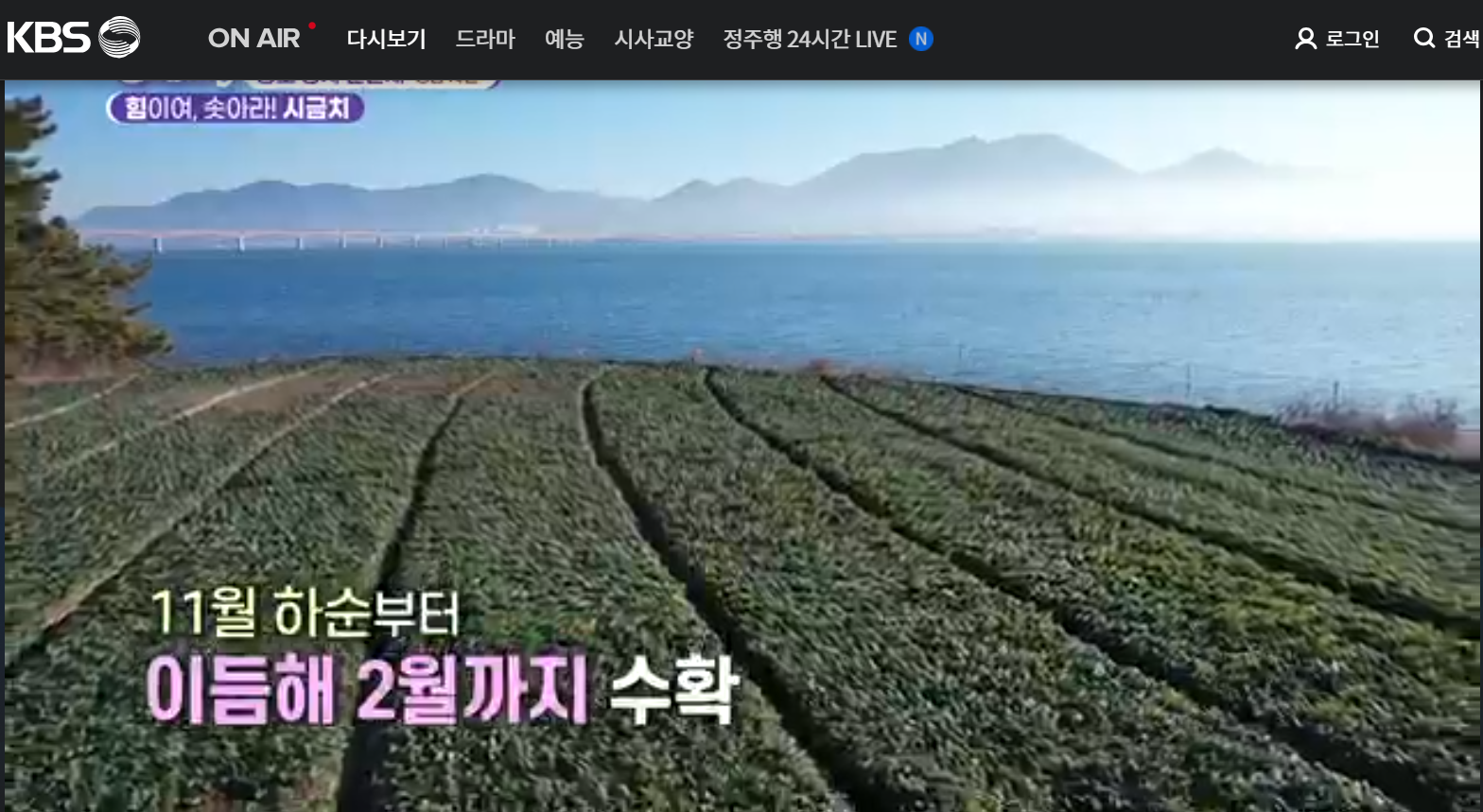 12월 23일 방송된 [ 시금치 - 경남 사천 ] 관련 정보입니다