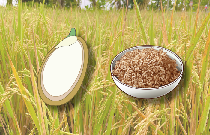 벼-배경의-현미쌀-한공기