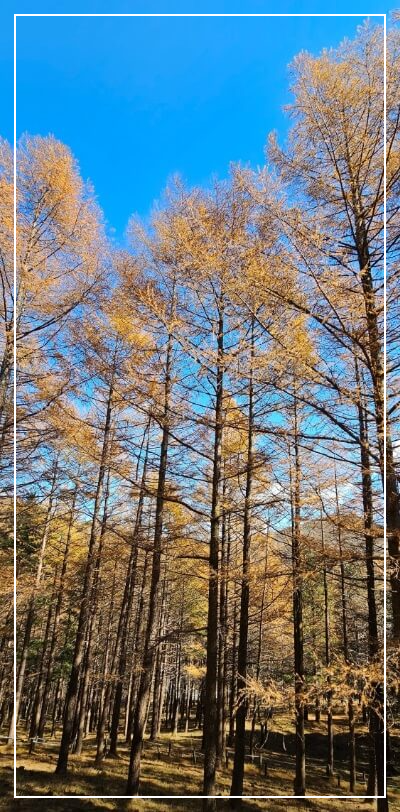 영월 가볼만한곳 베스트10 만항재