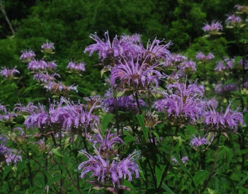 생태정원 필수식물 ‘베르가못’