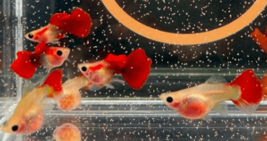 구피 질병 증상(백점병&amp;#44; 마우스펑기&amp;#44; 솔방울병 등)