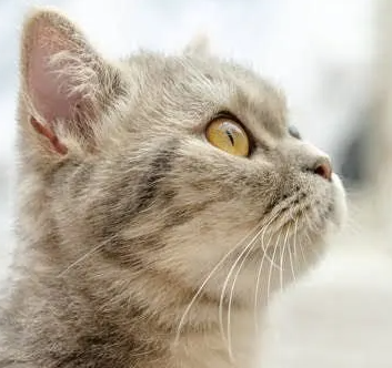 고양이 신장병과 캣푸드에 대해서 | 증상과 대처법, 요법식까지