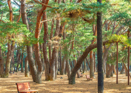 하동 송림공원