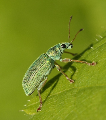 곤충 식품: 고단백 대체 식품으로서의 가능성