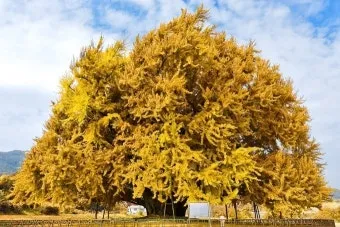 원주 가볼만한곳 베스트10 자연과 도심 명소 총정리_18