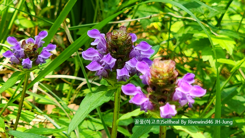 꿀풀(하고초)Selfheal