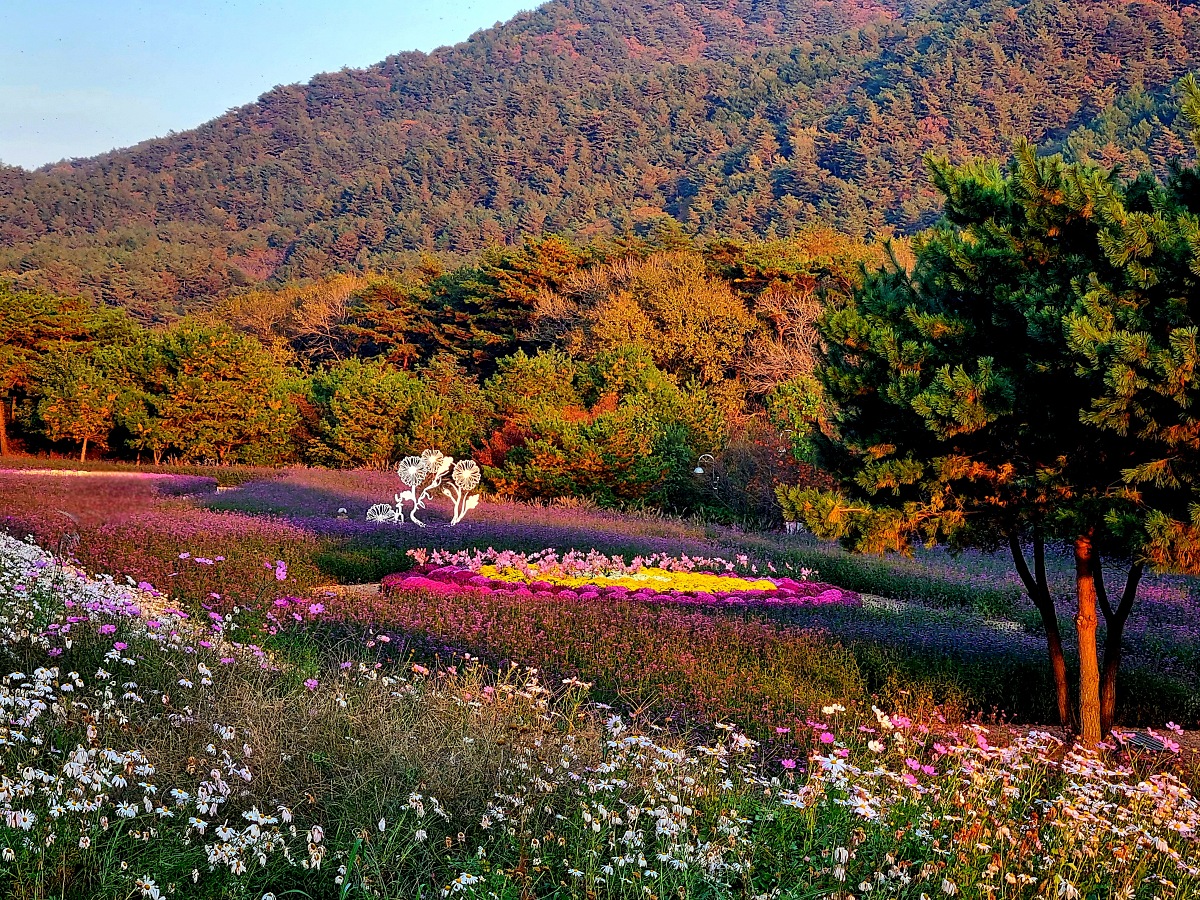 2024 강원도 인제 가을꽃 축제: 꽃길만 걷자 노을빛 국화 풍경, 단풍 후기 (10.17.)