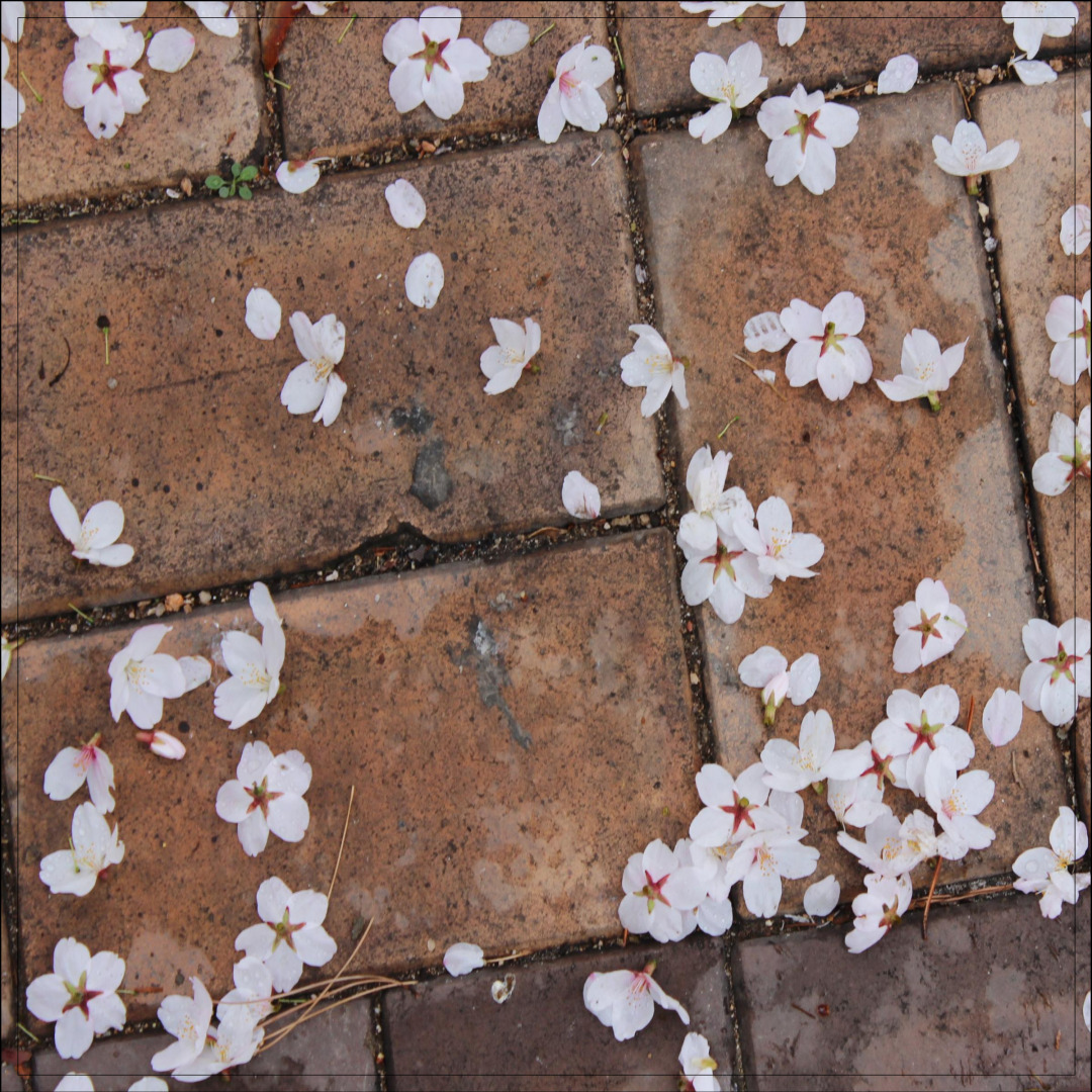 만석공원 벚꽃 수원 벚꽃 명소